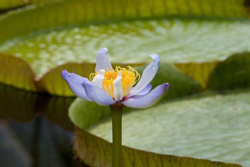 Plantentuin Meise belgie plantentuin kasteel van Bouchout Nymphaea nenuphar Waterlelie kas serre plantenkas hdr botanische tuin